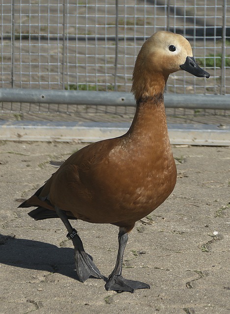 万欧元