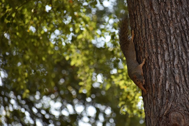 司屡次冲刺 司屡次冲刺